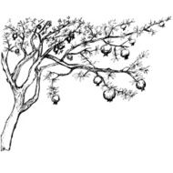 Hand drawn pomegranate tree N2