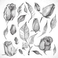 Roses Botanical set