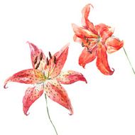 Vector watercolor lilies