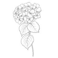 Blooming flower hydrangea