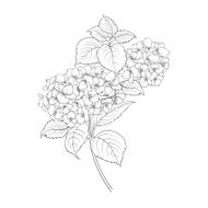 Blooming flower hydrangea N2
