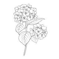 Blooming flower hydrangea N3