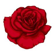 beautiful red rose with effect watercolor isolated on white background