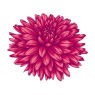 beautiful pink dahlia isolated on white background