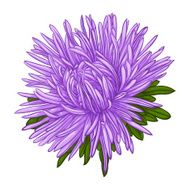 Beautiful blue aster isolated on white background