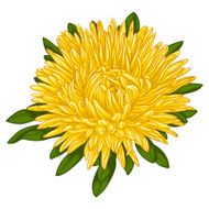 Beautiful yellow aster isolated on white background