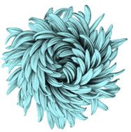 Aster Pencil Drawing N2