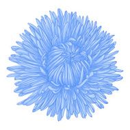 Beautiful blue aster isolated on white background N2