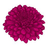 beautiful pink chrysanthemum flower effect watercolor isolated on white background