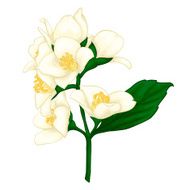 beautiful jasmine branch isolated on white background