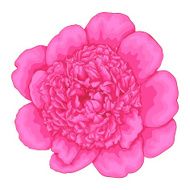 beautiful pink peony isolated on white background