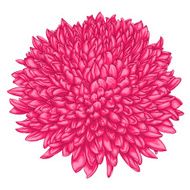 beautiful pink chrysanthemum isolated on white background