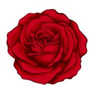 beautiful red rose with effect watercolor isolated on white background N3