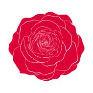 beautiful red rose isolated on white background