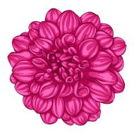 beautiful pink dahlia isolated on white background N3