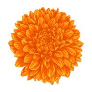 beautiful yellow dahlia isolated on white background