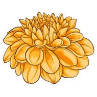 beautiful dahlia isolated on white background