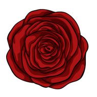 beautiful red rose isolated on white background N3