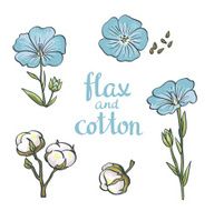 Hand drawn flax and cotton