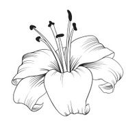 Blooming lily