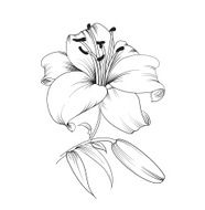 Blooming lily N2