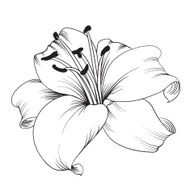 White lily
