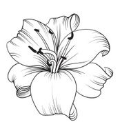 White lily N2