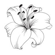 White lily N3