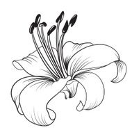 White lily N4