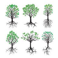 Set of Green Tree and Roots