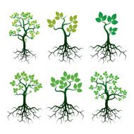 Set of Green Tree and Roots N2