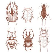 Nice vector hand drawn beetles