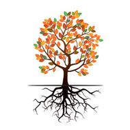 Autumn Tree with Color Leafs and Roots