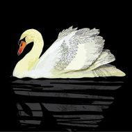 white swan on black background