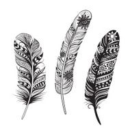 Feathers of birds Vector illustration