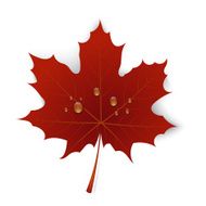 Red maple leaf with drops of water