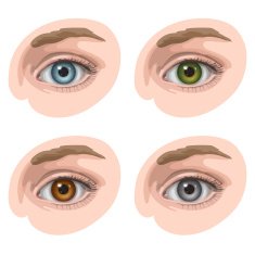 Eyes with different colors