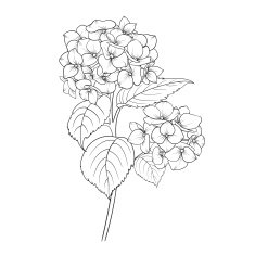 Blooming flower hydrangea N3