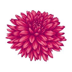 beautiful pink dahlia isolated on white background