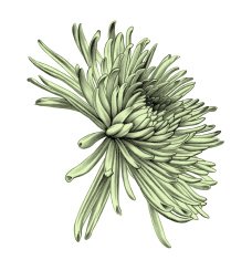 Aster Pencil Drawing