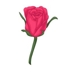 beautiful red rose with effect watercolor isolated on white background N2