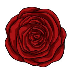 beautiful red rose isolated on white background N3