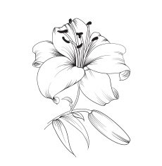 Blooming lily N2