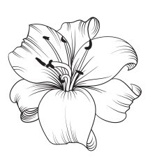 White lily N2