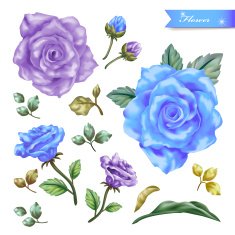 graceful exquisite roses N2