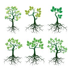 Set of Green Tree and Roots N2