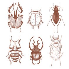 Nice vector hand drawn beetles