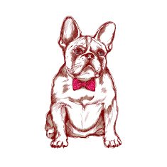 Bulldog french N2