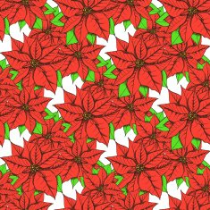 Sketch poinsettia