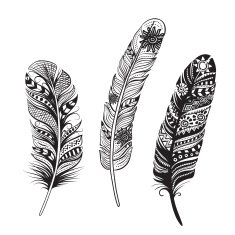 Feathers of birds Vector illustration